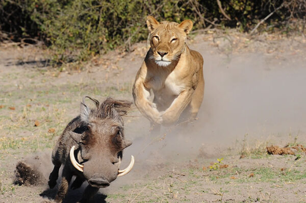 Chobe 2 Day 1 Night Safari