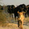Chobe 2 Day 1 Night Safari - Image 2