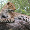Chobe 2 Day 1 Night Safari - Image 4