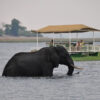 Chobe 2 Day 1 Night Safari - Image 7