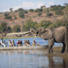 Chobe 2 Day 1 Night Safari - Image 8