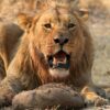Chobe 2 Day 1 Night Safari - Image 4