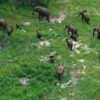 Elephant Interaction & Flights Over Falls - Image 7