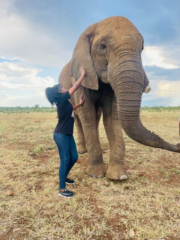 Elephant Experience