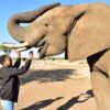 Elephant Experience - Image 2