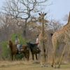 Horse Back Trails - Image 3