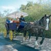 Horse Back Trails - Image 6
