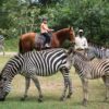 Horse Back Trails - Image 9