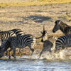 Hwange Day Trip - Image 5