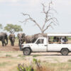 Hwange Mobile Camping Safari 7 Days - Image 7