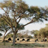 Hwange Mobile Camping Safari 7 Days - Image 8