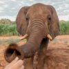 Elephant Interaction & Flights Over Falls - Image 8