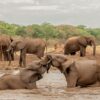 Elephant Interaction & Flights Over Falls - Image 9