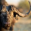 Zambezi Game Drives, Walks & Night Drives - Image 8