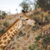 Zambezi Game Drives, Walks & Night Drives - Image 9