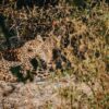 Zambezi Game Drives, Walks & Night Drives - Image 11