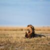 Zambezi Game Drives, Walks & Night Drives - Image 2