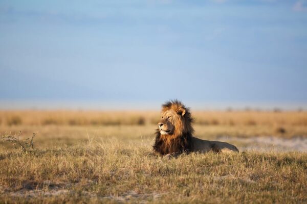 Zambezi Game Drives, Walks & Night Drives