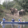 Upper Zambezi Canoe Safari - Image 4