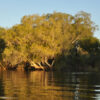 Upper Zambezi Canoe Safari - Image 6