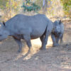 Vic Falls Night Drives - Image 10