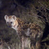Vic Falls Night Drives - Image 11