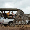 Vic Falls Night Drives - Image 4