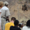 Vic Falls Night Drives - Image 5