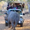 Vic Falls Night Drives - Image 8