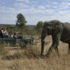 Vic Falls Night Drives - Image 9