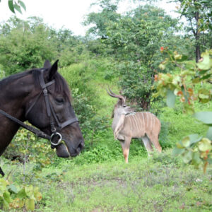 Zambezi Horse Trails