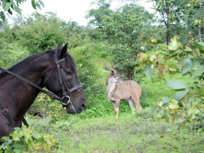 Zambezi-Horse-Trails-1.jpg