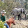 Zambezi Horse Trails - Image 3