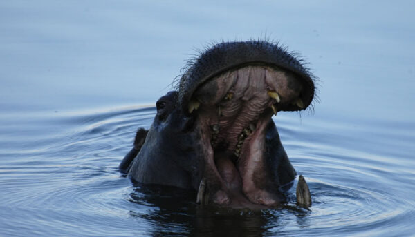 Zambezi Sunset Cruise
