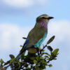 Zambezi Sunset Cruise - Image 2