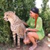 Cheetah Experience - Image 6