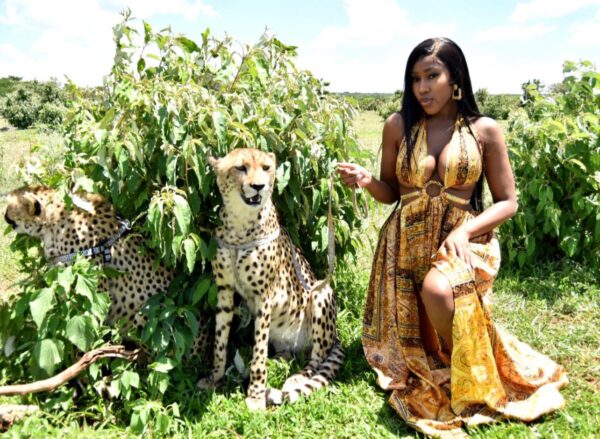 Cheetah Experience