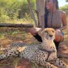 Cheetah Experience - Image 7