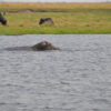 Chobe Day Trip from Victoria Falls & Livingstone - Image 3