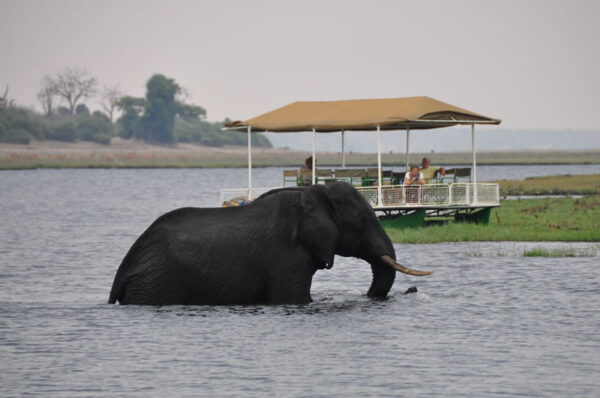 Chobe Day Trip from Victoria Falls & Livingstone