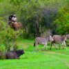 Victoria Falls Day Tour from Chobe, Vic Falls & Livingstone - Image 3