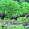 Walking Safari - Image 2