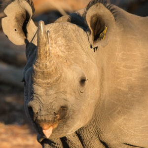 Walking Safari
