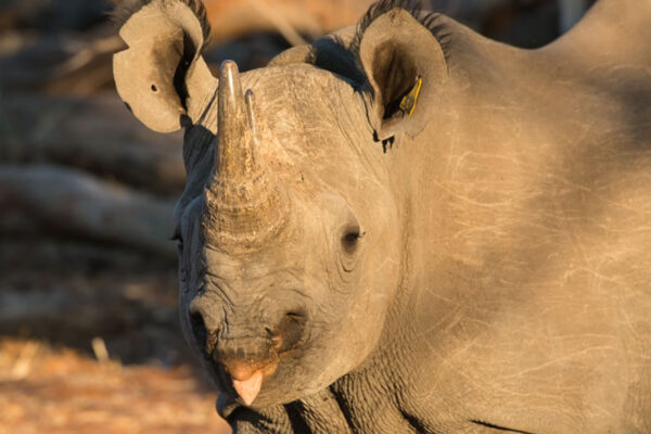 Walking Safari