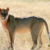 Chobe Day Trip from Victoria Falls & Livingstone - Image 11