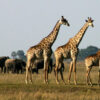 Chobe Day Trip from Victoria Falls & Livingstone - Image 12