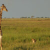 Chobe Day Trip from Victoria Falls & Livingstone - Image 10