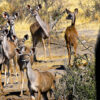 Walking Safari - Image 5