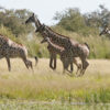 Walking Safari - Image 6