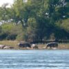 Zambezi Canoe Trails - Image 9